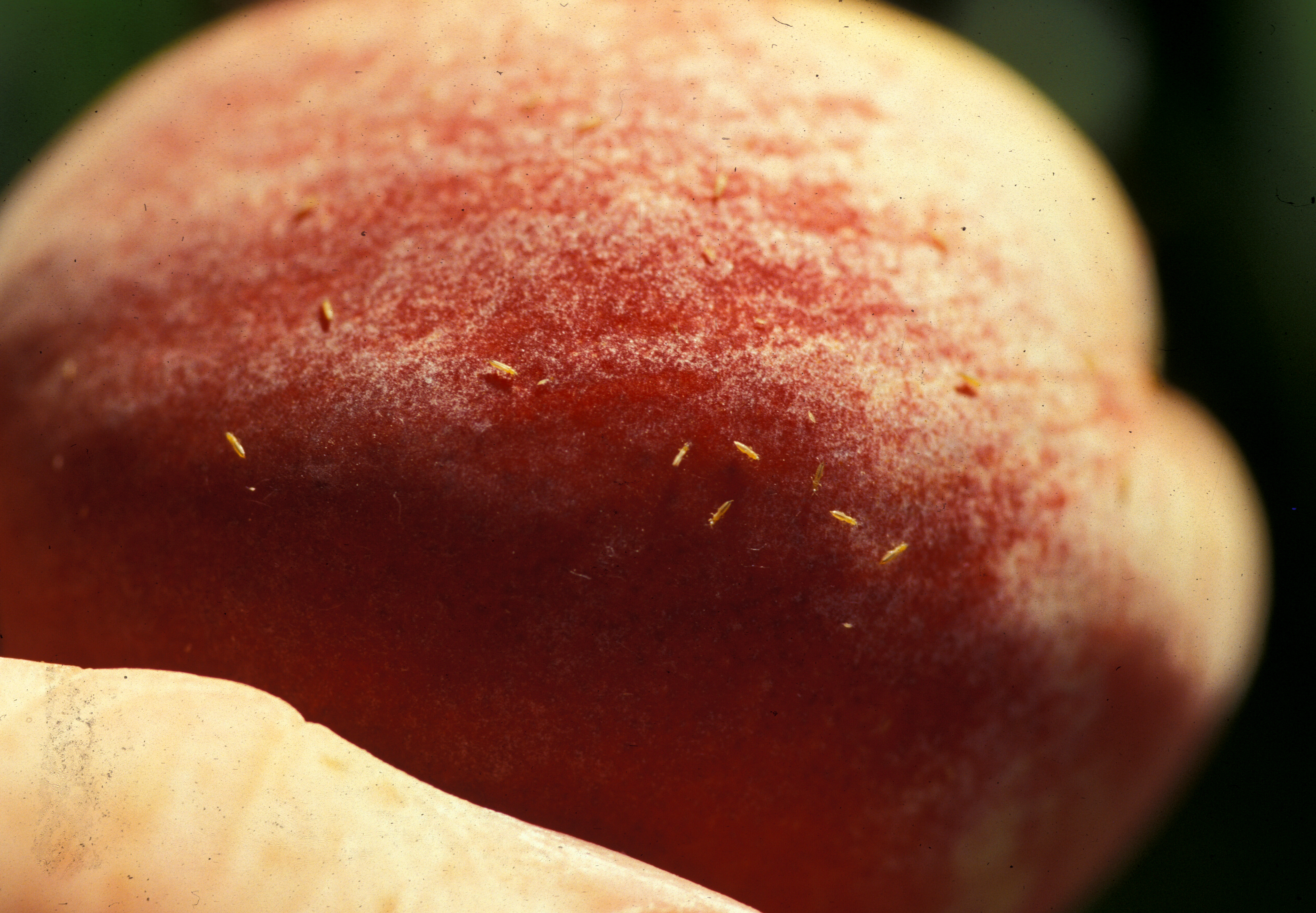 thrips on peach